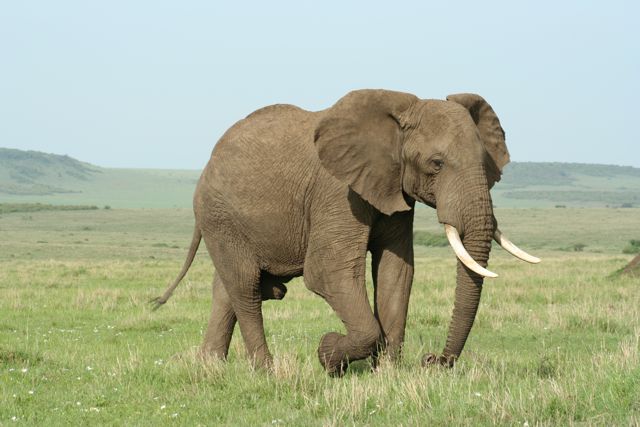 IMG_1449 Bull Elephant