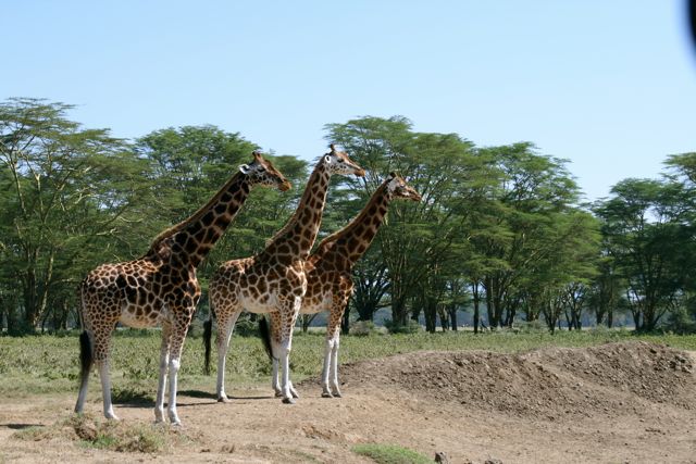 IMG_3881 Giraffes Nakuru Park
