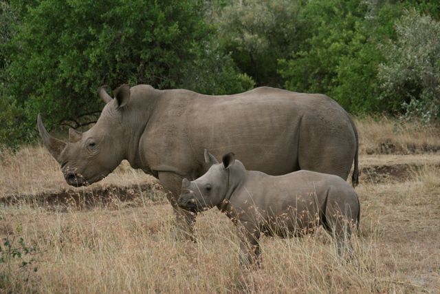 IMG_4591 Rhino and young