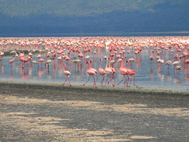 Lake Nakuru Flamingoes
