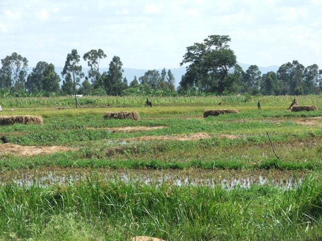 Rice Farms near Kasongo CBF